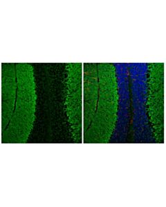 Cell Signaling EAAT1 (F8N7H) Mouse mAb 20 uL