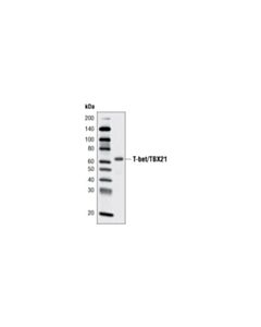 Cell Signaling T-Bet/Tbx21 (V365) Antibody