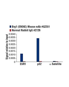 Cell Signaling Brg1 (E9o6e) Mouse mAb