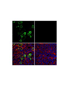 Cell Signaling Sars-Cov-1/2 Spike Protein (2b3e5) Mouse mAb