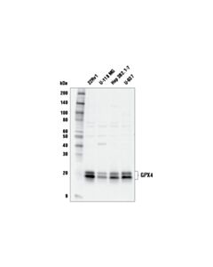 Cell Signaling Gpx4 Antibody