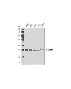 Cell Signaling Stambp Antibody