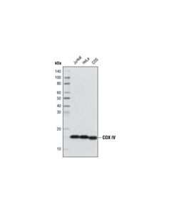 Cell Signaling Cox Iv (3e11) Rabbit mAb (Hrp Conjugate)