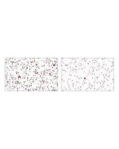 Cell Signaling Geminin (E5q9s) Xp Rabbit mAb