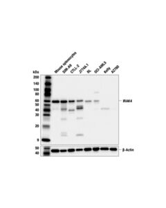 Cell Signaling IRAK4 (F5K3C) Rabbit mAb; 20 µl
