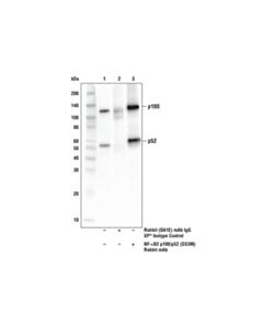 Cell Signaling Nf-Kappab2 P100/P52 (D9s3m) Rabbit mAb
