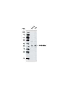 Cell Signaling Frizzled5 (D2h2) Rabbit mAb