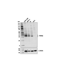 Cell Signaling Pvrig Antibody