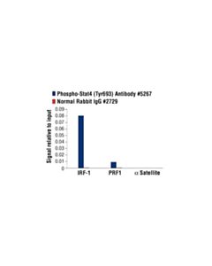 Cell Signaling Phospho-Stat4 (Tyr693) Antibody