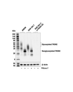 Cell Signaling PNGase F Kit 1 Kit