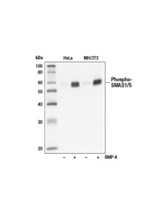 Cell Signaling Phospho-Smad1/5 (Ser463/465) (41d10) Rabbit mAb (BSA And Azide Free)