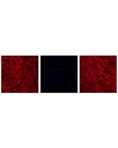 Cell Signaling Phospho-Tau (Thr205) (E7d3e) Rabbit mAb (Alexa Fluor 647 Conjugate)