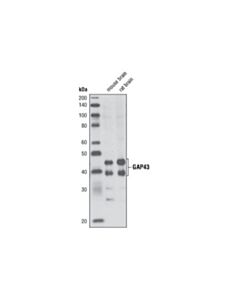 Cell Signaling Gap43 Antibody