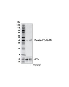 Cell Signaling Phospho-Eif2alpha (Ser51) (E8u8l) Mouse mAb
