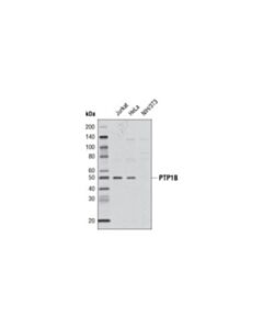 Cell Signaling Ptp1b Antibody