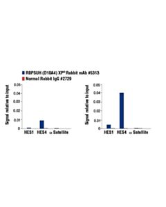 Cell Signaling Rbpsuh (D10a4) Xp Rabbit mAb