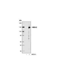 Cell Signaling Mda-5 (D74e4) Rabbit mAb