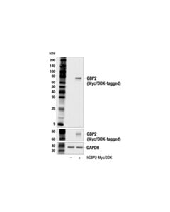 Cell Signaling GBP2 (F2Y3F) Rabbit mAb 100 µl