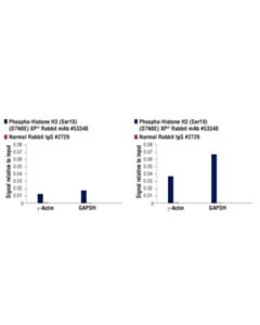 Cell Signaling Phospho-Histone H3 (Ser10) (D7n8e) Xp Rabbit mAb