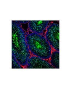 Cell Signaling Acetyl-Alpha-Tubulin (Lys40) (D20g3) Xp Rabbit mAb