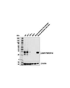 Cell Signaling Light/Tnfsf14 (E1y2s) Rabbit mAb