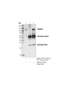 Cell Signaling Wdr59 (D4z7a) Rabbit mAb