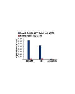 Cell Signaling Smad2 (D43b4) Xp Rabbit mAb