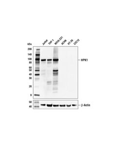 Cell Signaling Hpk1 (E6d2f) Rabbit mAb
