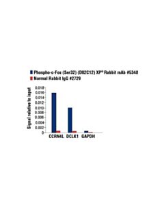 Cell Signaling Phospho-C-Fos (Ser32) (D82c12) Xp Rabbit mAb