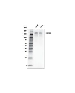 Cell Signaling Hdac6 (D2e5) Rabbit mAb (Biotinylated)