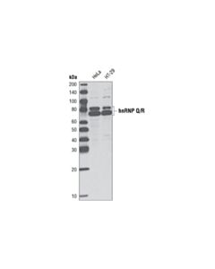 Cell Signaling Hnrnp Q/R Antibody