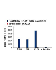 Cell Signaling Foxa1/Hnf3alpha (E7e8w) Rabbit mAb