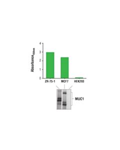 Cell Signaling Pathscan Total Muc1 Sandwich Elisa Kit