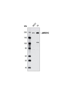 Cell Signaling Jarid1c (D29b9) Rabbit mAb
