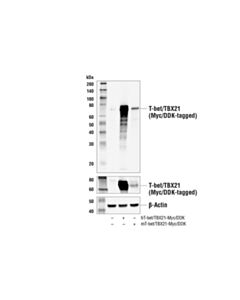 Cell Signaling T-Bet/Tbx21 (E4i2k) Rabbit mAb (Bsa And Azide Free)