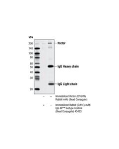 Cell Signaling Rictor (D16h9) Rabbit mAb (Sepharose Bead Conjugate)
