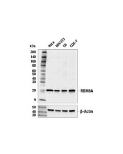 Cell Signaling Rbm8a (E5z8t) Rabbit mAb