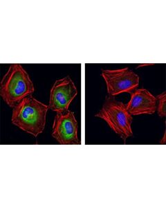 Cell Signaling Phospho-Eif4b (Ser406) Antibody