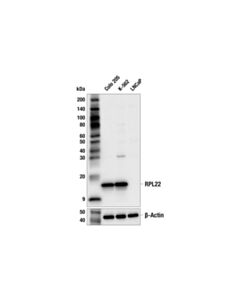 Cell Signaling RPL22 (F1J4Y) Rabbit mAb 100 uL