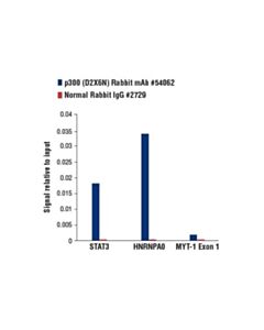 Cell Signaling P300 (D2x6n) Rabbit mAb