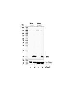 Cell Signaling Ifi6 Antibody