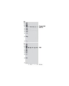 Cell Signaling Phospho-Tbk1/Nak (Ser172) (D52c2) Xp Rabbit mAb (Bsa And Azide Free)