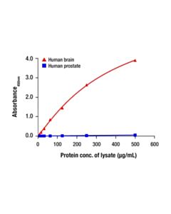 Cell Signaling SynGAP Matched Antibody Pair; 1 Kit