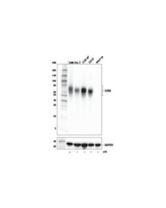 Cell Signaling Cd80 (E6j6n) Rabbit mAb