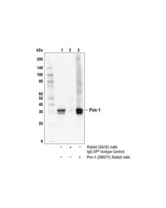 Cell Signaling Pim-1 (D8d7y) Rabbit mAb