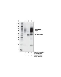 Cell Signaling 2b4/Slamf4/Cd244 (D5j9d) Rabbit mAb