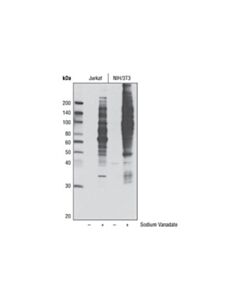 Cell Signaling Phospho-Tyrosine Mouse mAb (P-Tyr-100) (Hrp Conjugate)