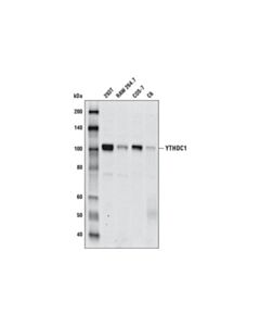 Cell Signaling Ythdc1 (D10) Antibody