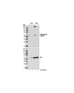 Cell Signaling Phospho-Src (Ser17) Antibody