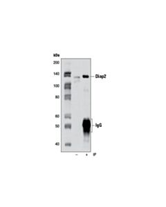 Cell Signaling Diap2 Antibody